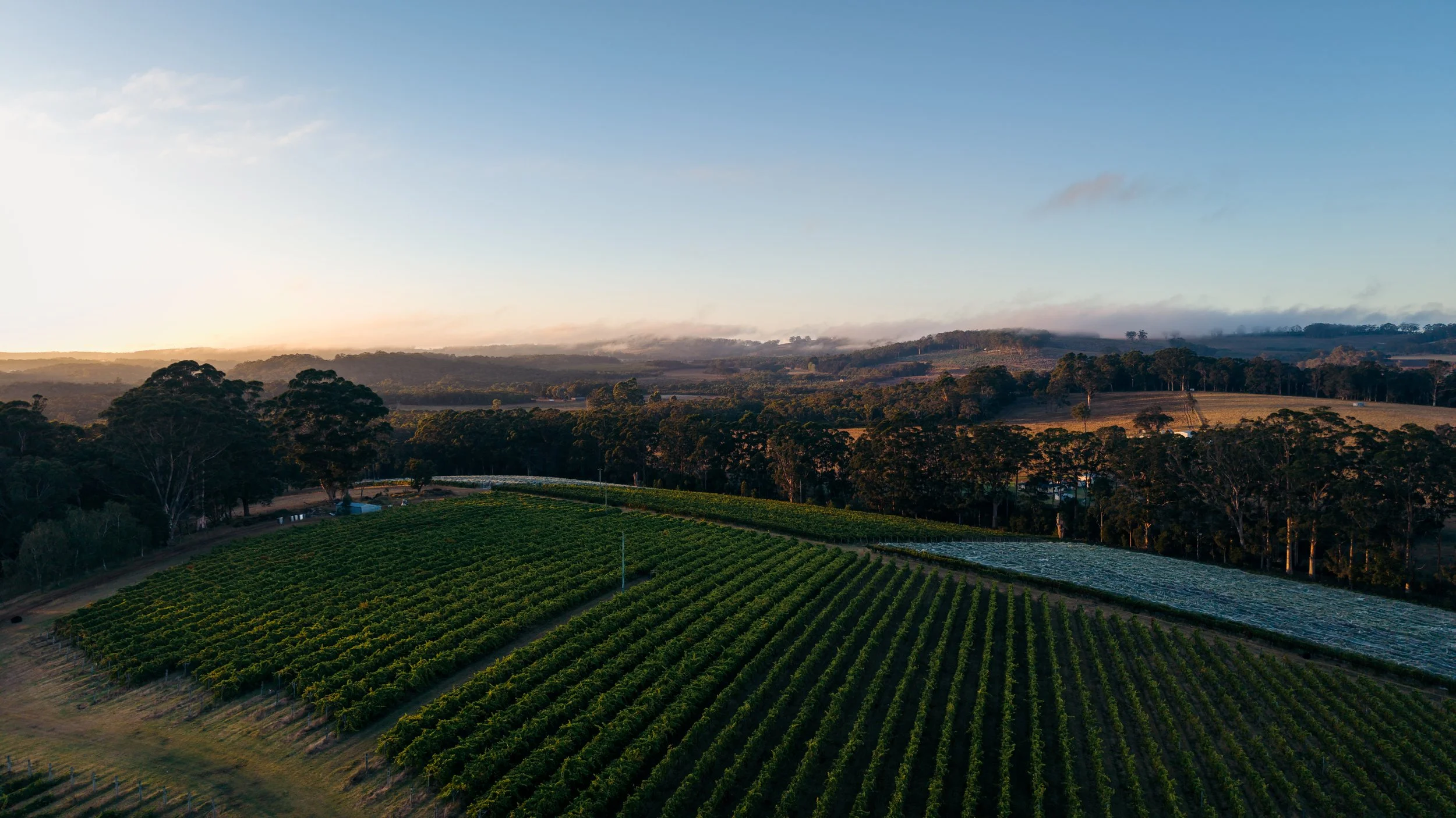 Aerial view of vineyard rows at Harewood Estate in Denmark WA, part of the Great Southern cool-climate wine region