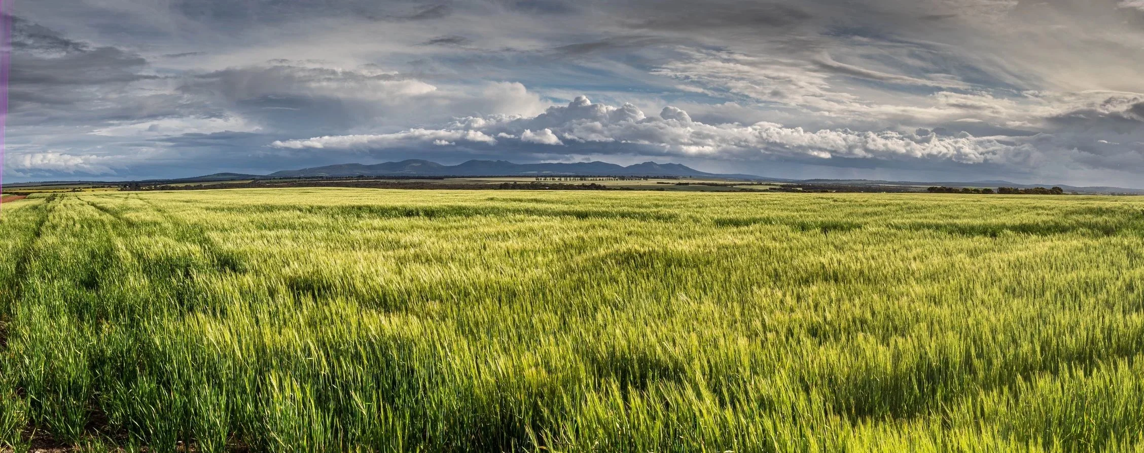 Green farmland with the Porongurup mountain range rising in the distance in Western Australia.