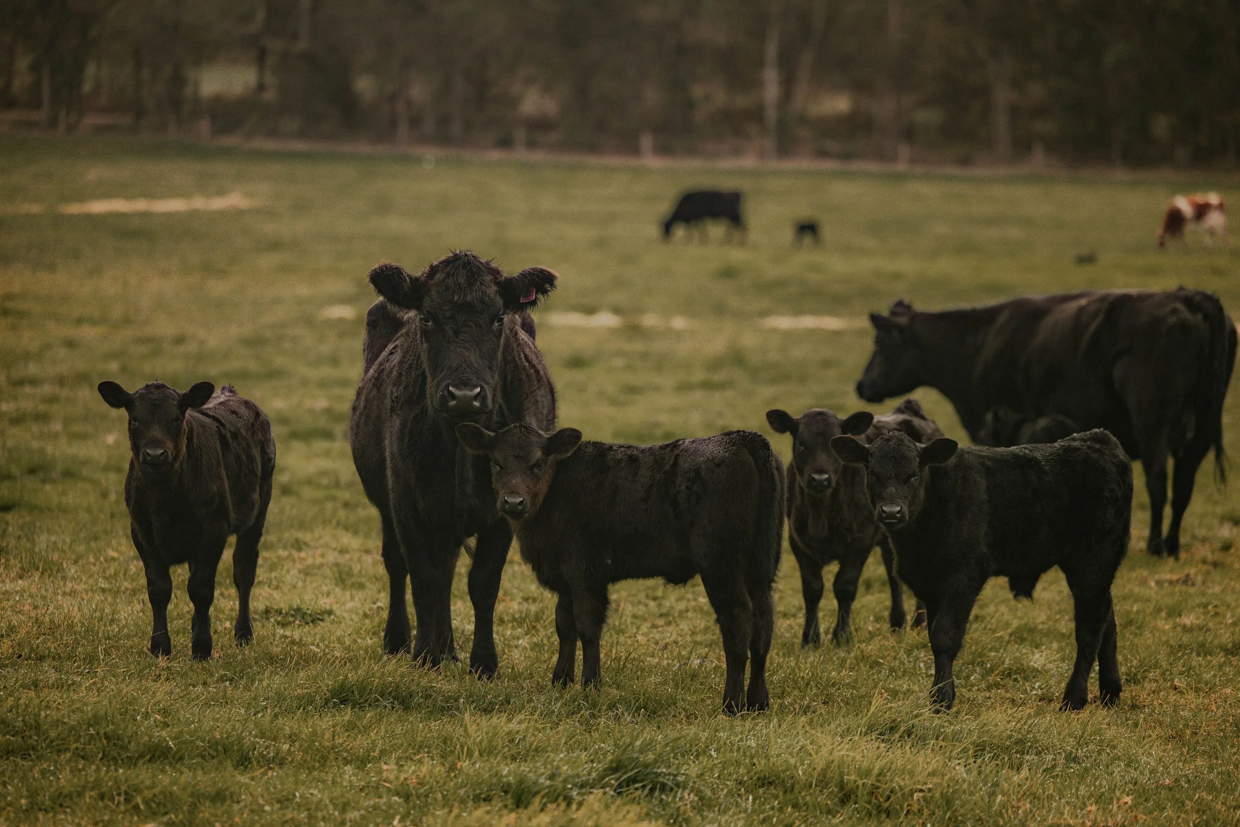 Spring green paddocks with cows and calves near Denmark WA