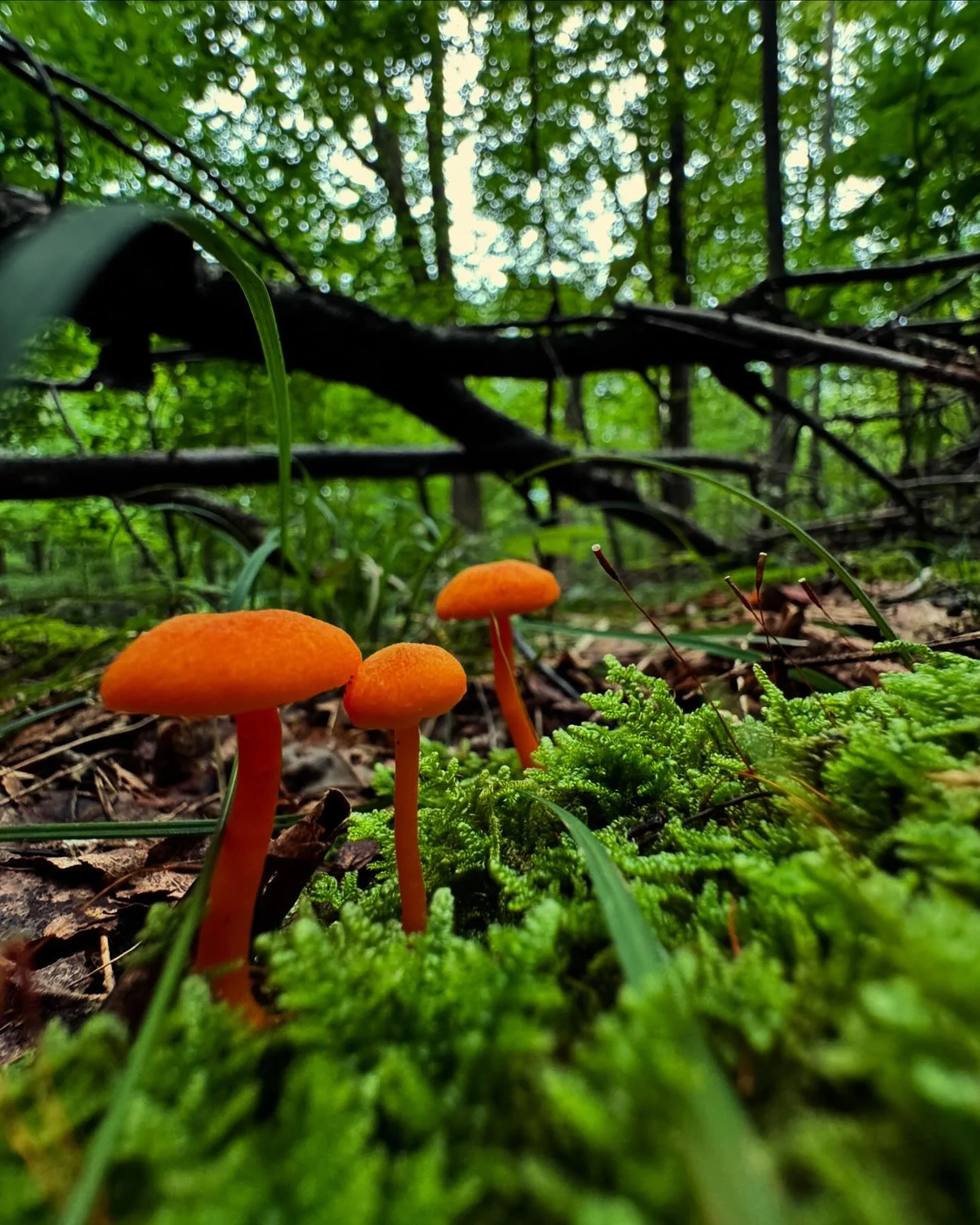 Fungi on the 15 acres ππ‍π«πΏππͺ΅
#cozy #cabin #thecabinchronicles #cabinlove #countryliving #catskillrental #catskillmountains #upstateny #travel #beautifuldestinations #cabinporn #airbnb #cabininthewoods #cabinpups #cabinrental #valleyviewca