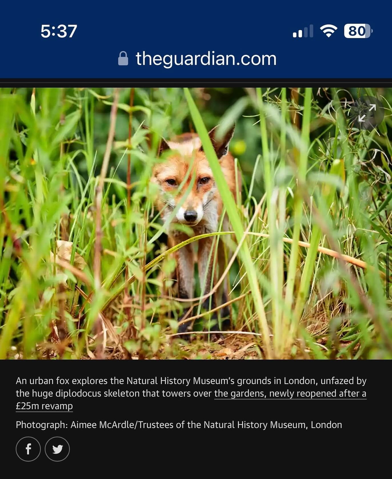 Absolutely Bouncing one little cheeky shot from the gardens @natural_history_museum made it on to the guardian.com https://www.theguardian.com/environment/gallery/2024/jul/19/week-in-wildlife-in-pictures-warthog-drama-a-fox-at-the-museum-and-our-rare
