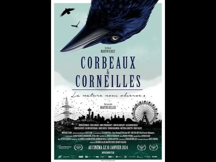 Corbeaux & Corneilles