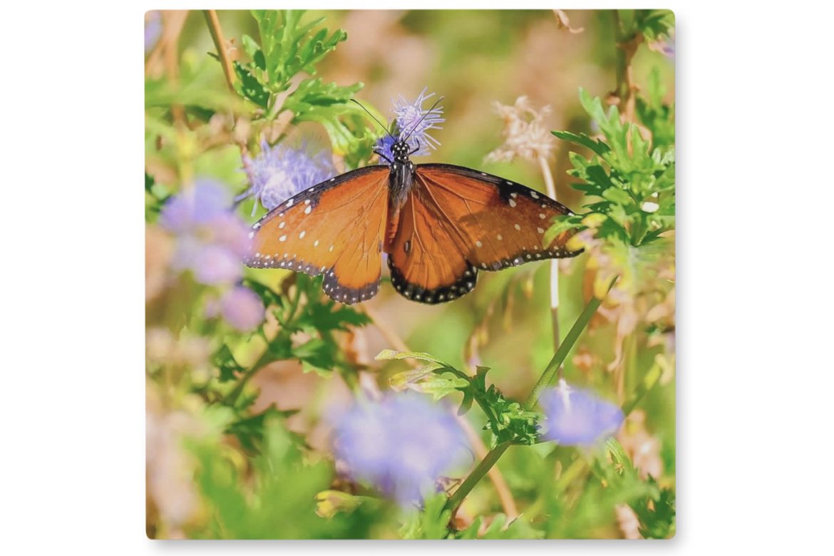 Beautiful Butterfly 8x8 Metal Print