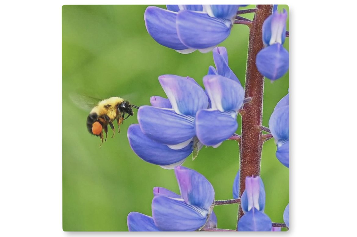 The Pollinator 8x8 Metal Print