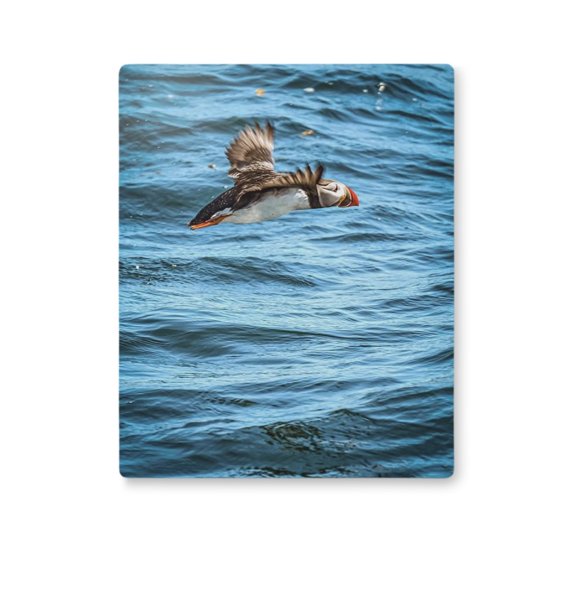 Puff Puff & Away! 8x10 Metal Print