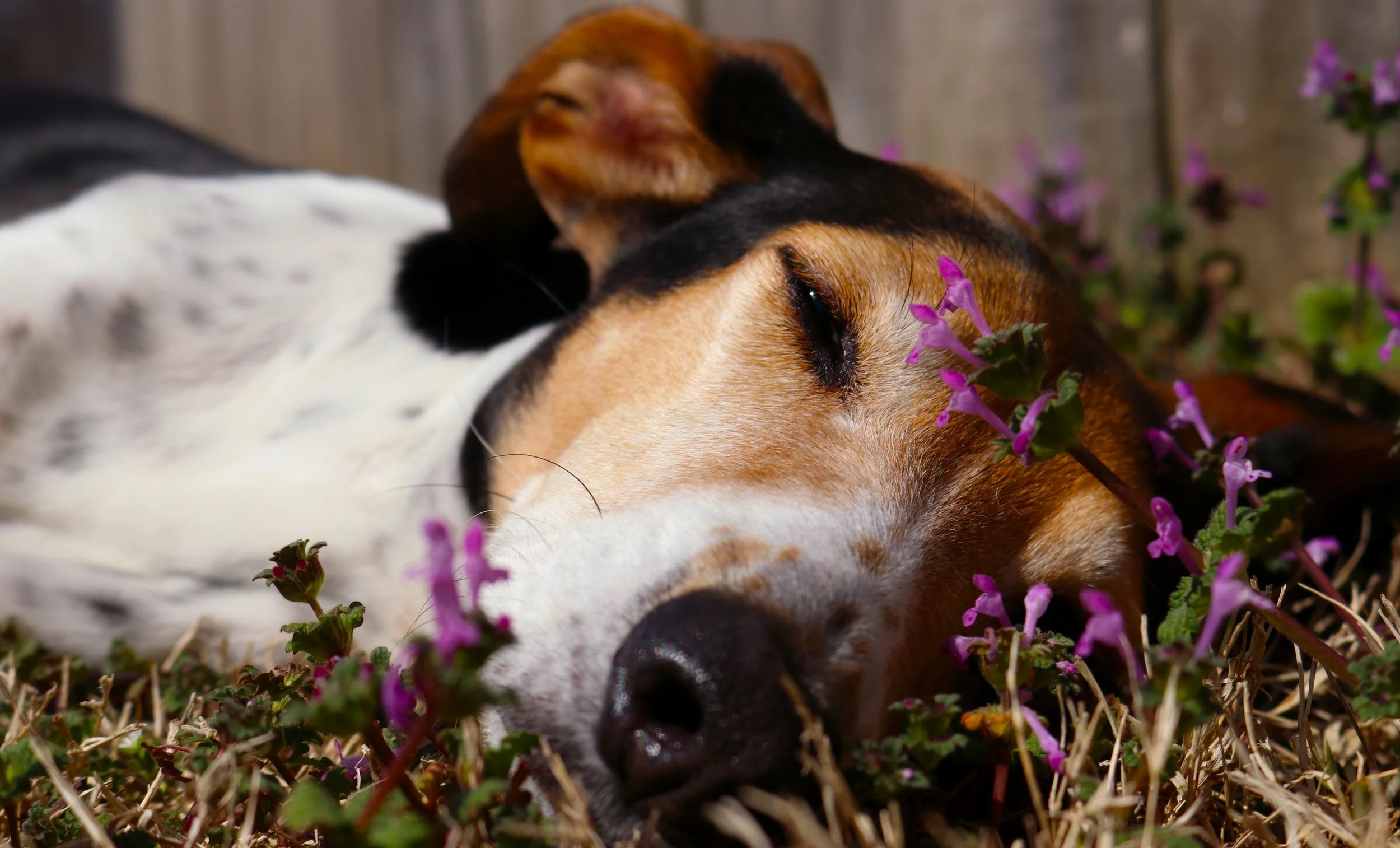 Tink-in-flowers.jpg