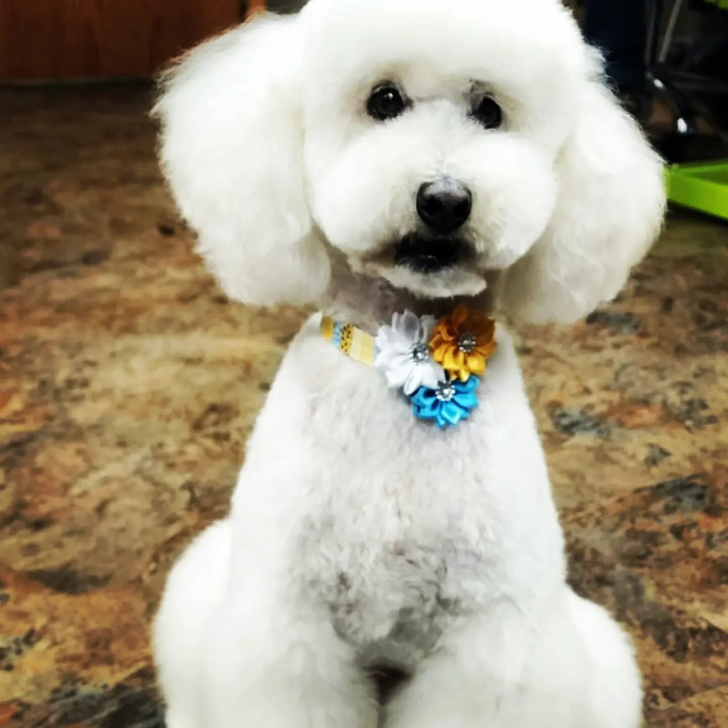 Pistol got a much needed spa day today!

#minipoodle #doggrooming #mobilegroomer #freshandclean #doggo  #mobiledoggroomer #billingsmontana #billingsmt