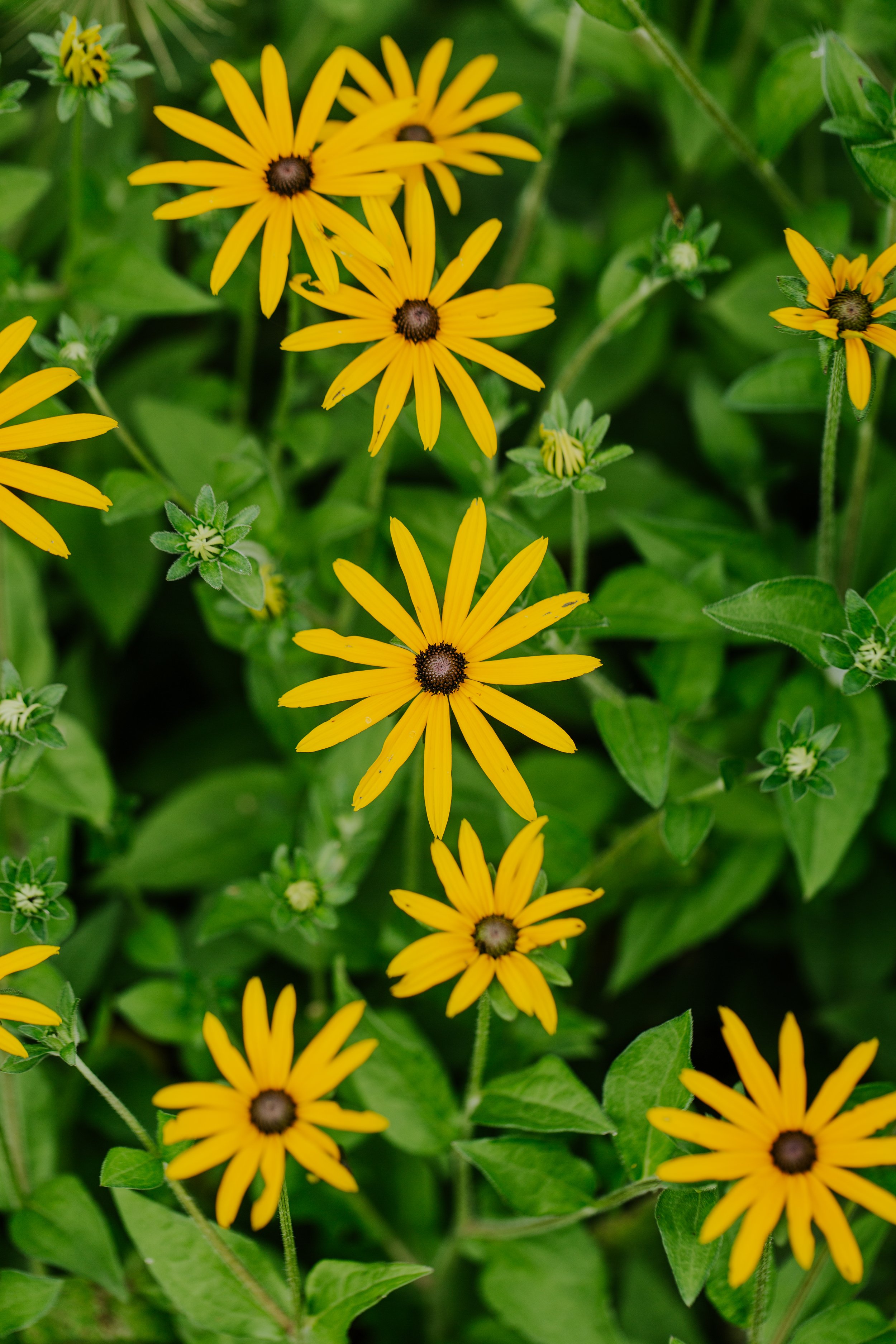 Rudbeckia - Solhat