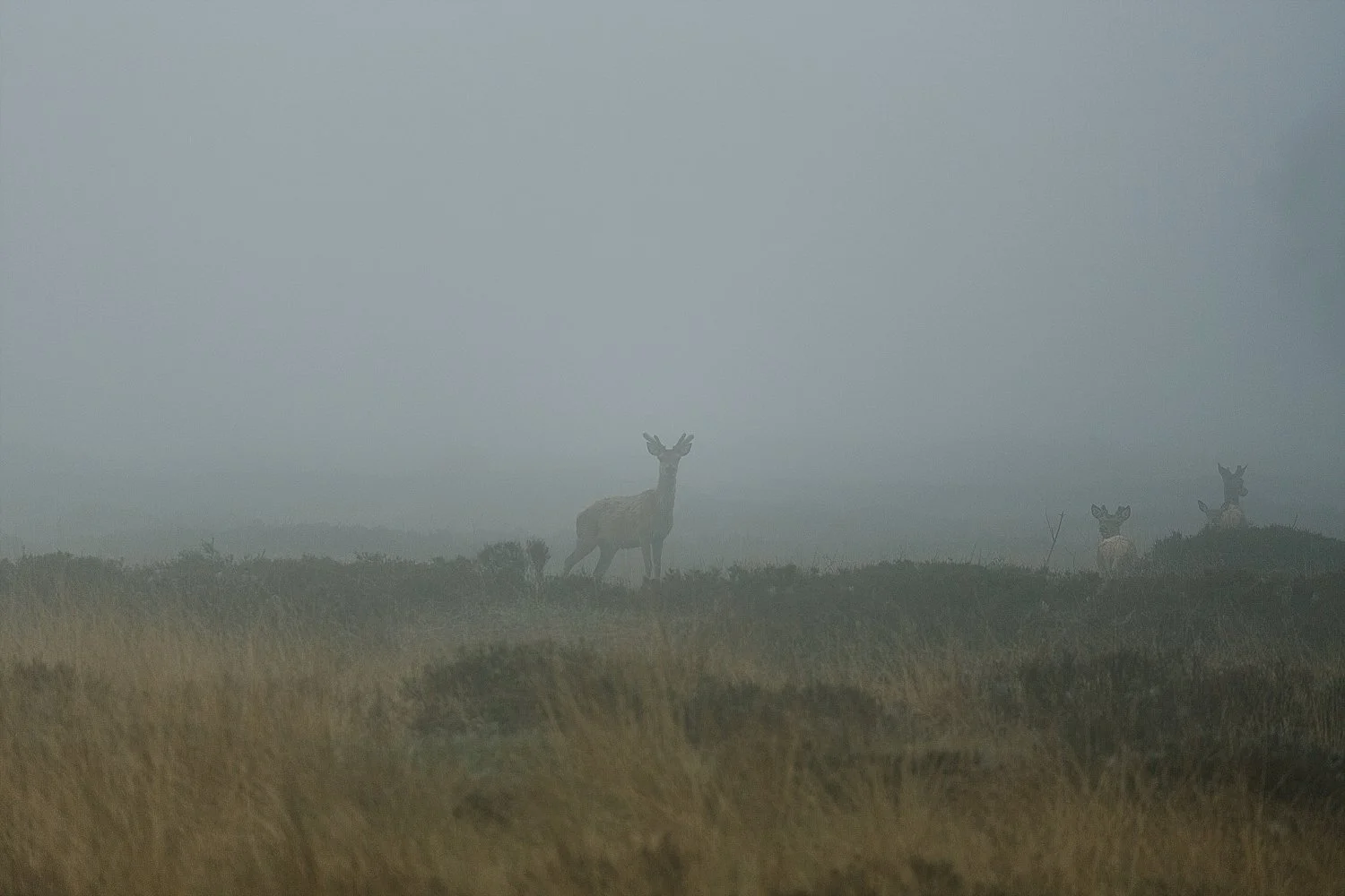 danish-west-coast_0803.jpg