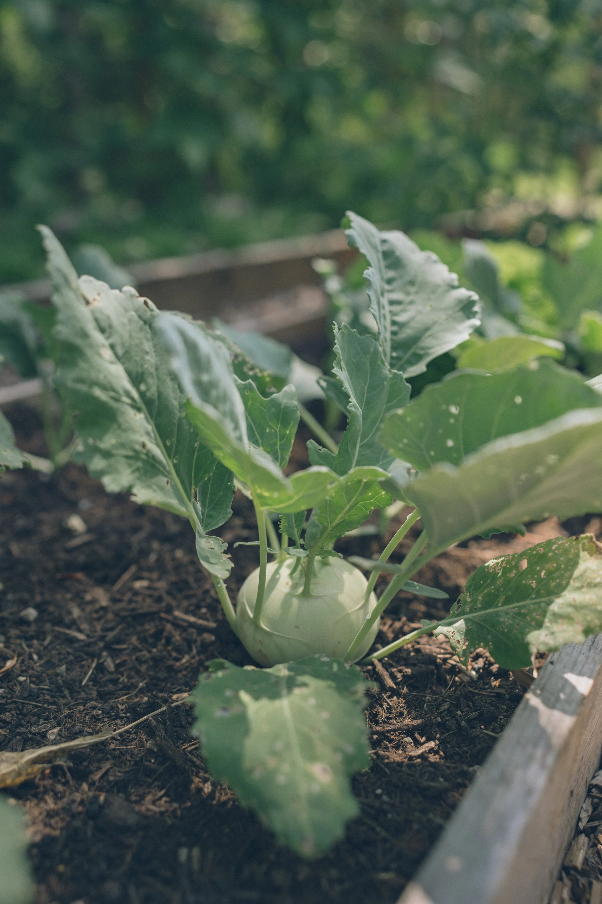 A turnip plant growing in soil in a garden bed with green leaves.