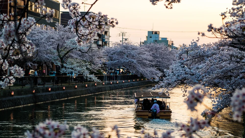 Japan - Cherry Blossom