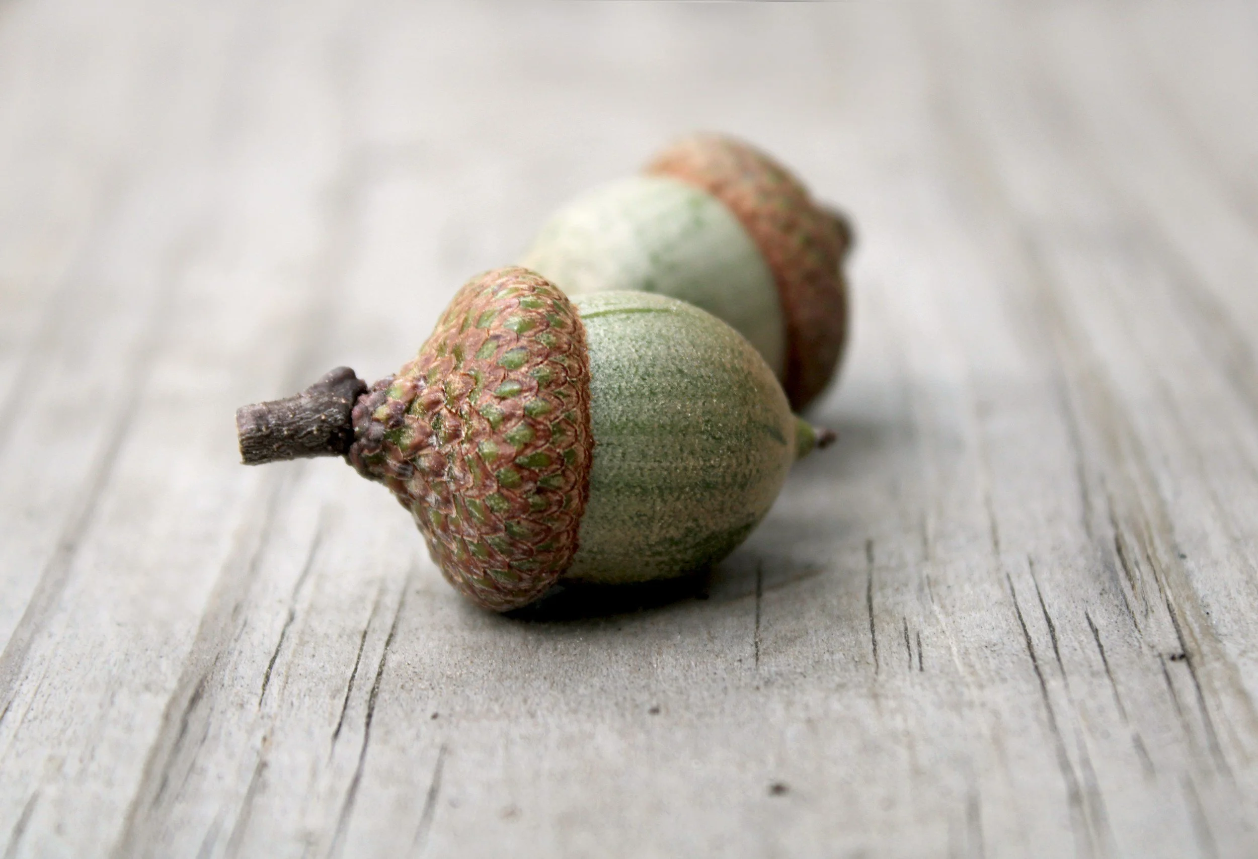 What’s the Acorn of Your Life look like Right Now?