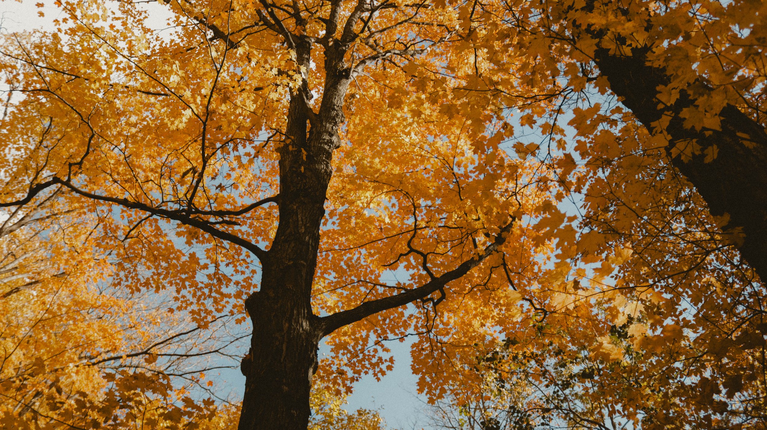 _MG_8397.jpg