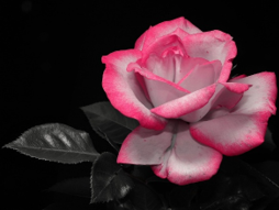 Stop to Smell the Roses: The Importance of Self Care in Successful Fostering