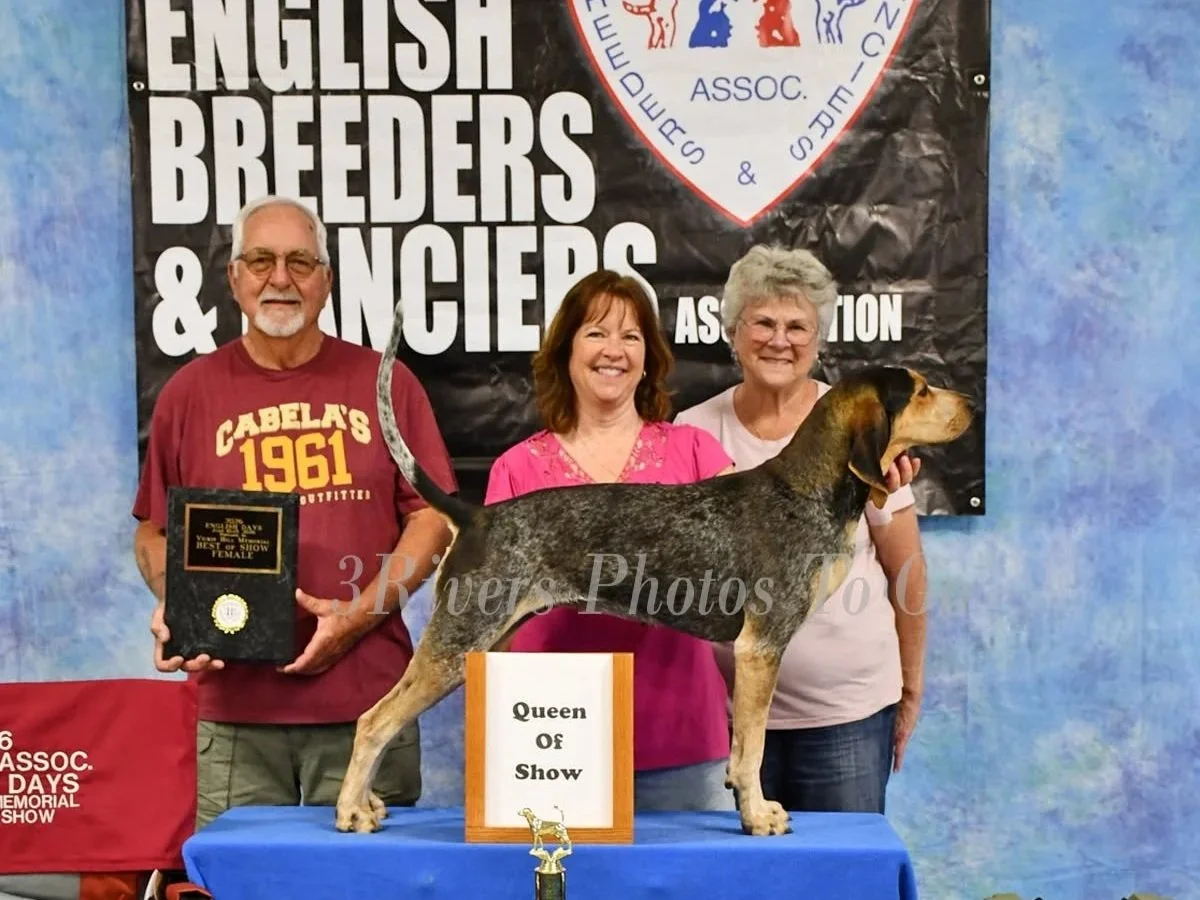 2026 English Days Queen of Show