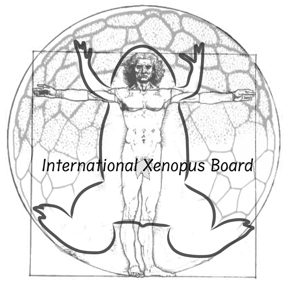 Xenopus Drawing