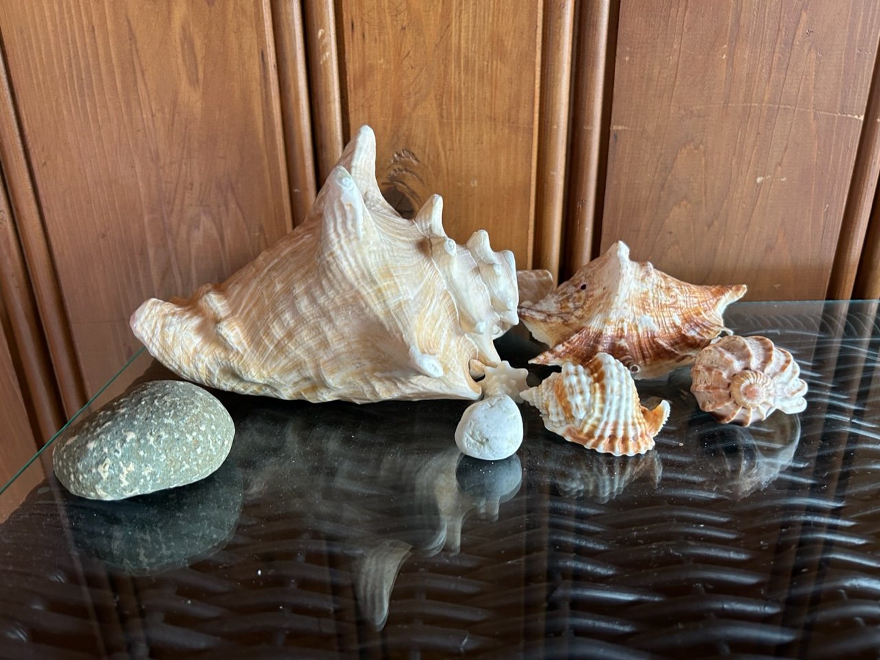 shells2.jpeg
