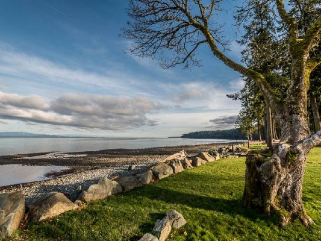 beach w tree.jpg