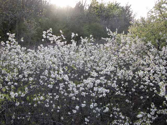  A creek Plum thicket is an arresting sight in the dull landscape of early spring. 
