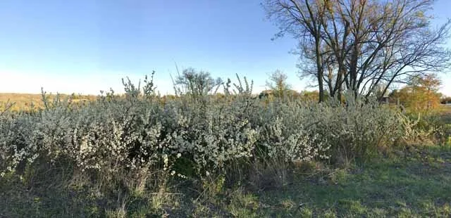  This is the thicket located at the trailhead. 