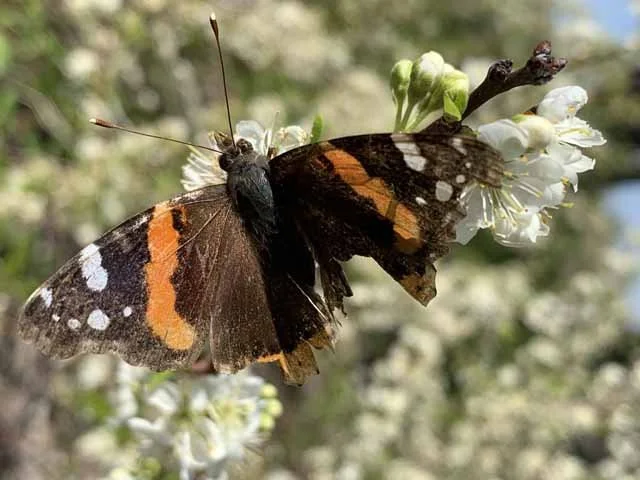  A well-traveled, Red Admiral, gorging on Creek Plum pollen. 