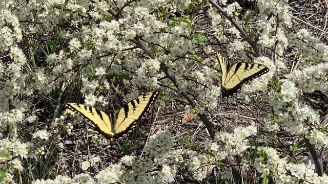 There were nearly a dozen Eastern Tiger Swallowtails eagerly swooping from flower to flower. 