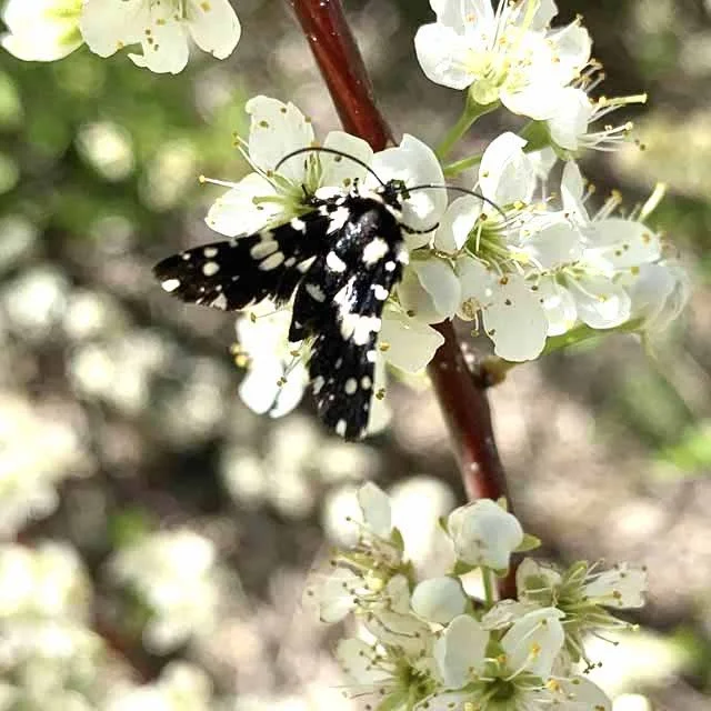  Mournful Thyris Moth in its happy place. 