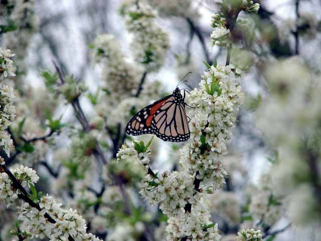  Monarch butterflies looking stylish on Creek Plum. 