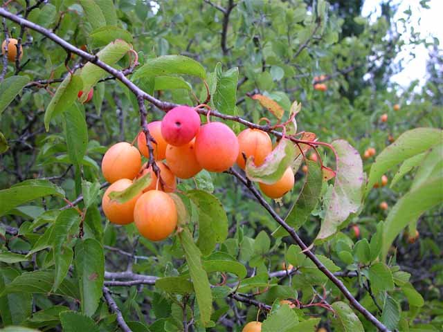  Fruit of the Creek Plum is about the size of large grapes. This was taken in 2010 the last year they set fruit. 