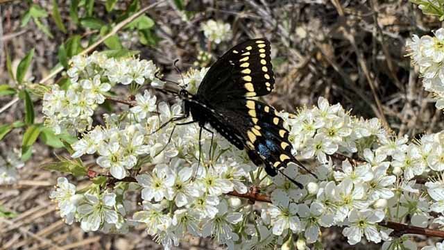  Black Swallowtail's were all over the Creek Plum. 