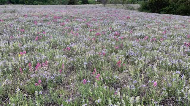  On April 24th, the Iconic Meadow displayed a marriage made in heaven: Purple Paintbrush and Engelmann Sage. 