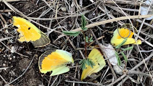  A deceased sulphur butterfly left its mark on this prairie in April. 