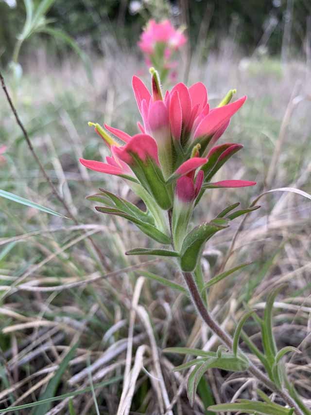  Its relative, Texas Paintbrush ( Castilleja indivisa ) are uncommon here. This one is probably a hybrid. 