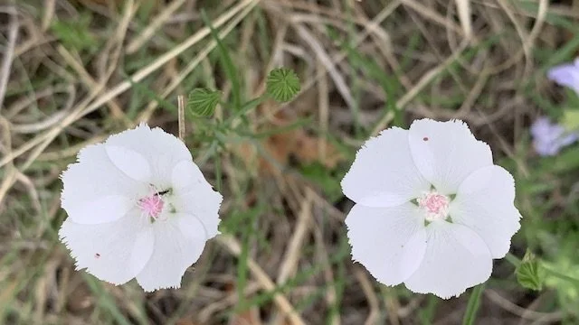  Palmleaf Winecup (Callirohe pedata) is one of four shades to be found at Tandy Hills. PInk, red and purple are also present here. 