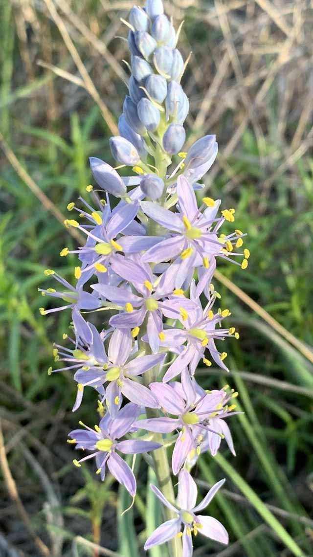  It was Wild Hyacinth time in mid-April. Also known as, Atlantic Camas ( camassia scilloides ). 