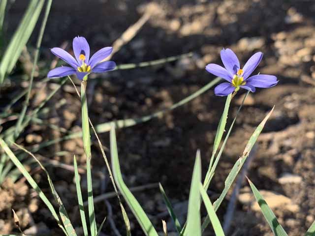  Swordleaf Blue-eyed Grass ( Sisyrincchium ensigerum ) 