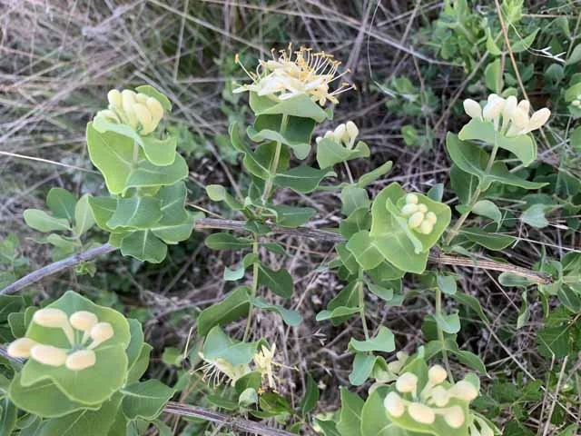  Western White Honeysuckle ( Lonicera albiflora ) with its distinctive rounded leaves, is native here. 