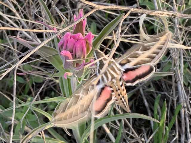  White-lined Sphinx Moths, aka:  Hawk Moth or Hummingbird Moth , are very common this spring. 