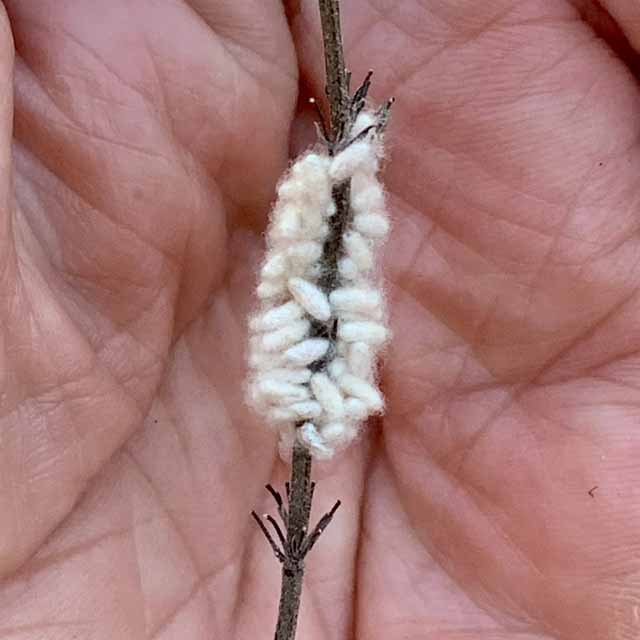  These are cocoons of Ichneumonid or Braconid Wasps that parasitized a caterpillar.  Not a new species, but never observed in their tiny cocoons like this at Tandy Hills. Photo by,  Don Young  