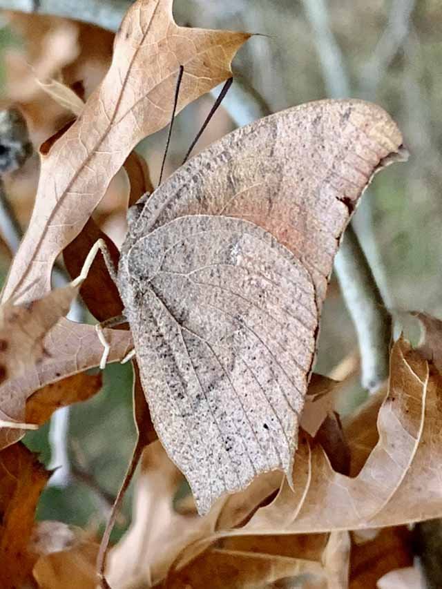 An uncommon insect here, Goatweed Leafwing butterflies are nicely camouflaged. They are bright orange-red inside wings 