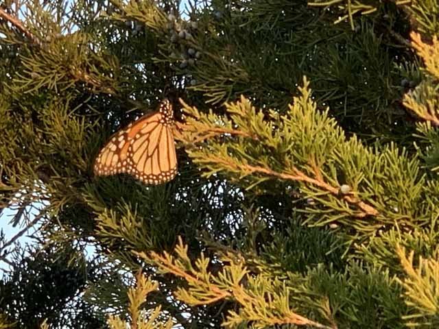  A Monarch butterfly was a surprising sight on March 5. 