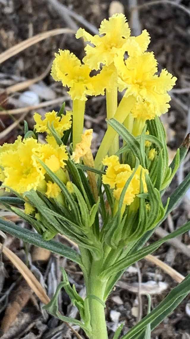  Narrowleaf Puccoon, was the ONLY major wildflower blooming on March 31. 
