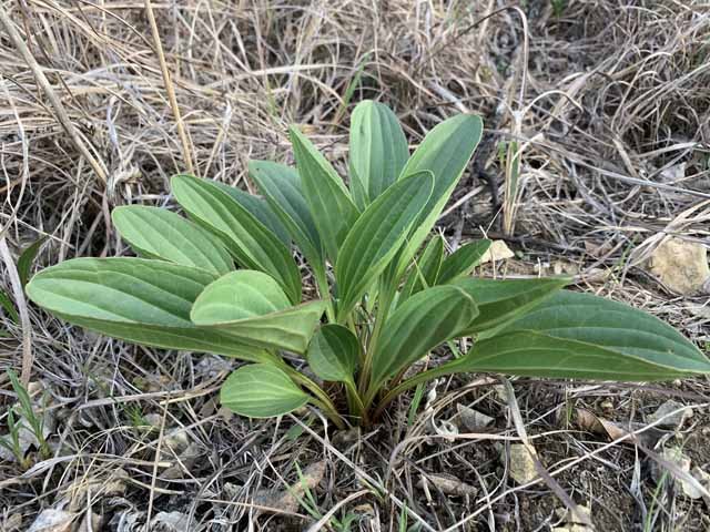  Prairie Indian Plantain ( Arnoglossum plantagineum ) is a striking and prolifc presence on the early spring prairie. 