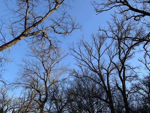  The giant Oak trees in the bottomland looking magnificant on a warm spring evening. 
