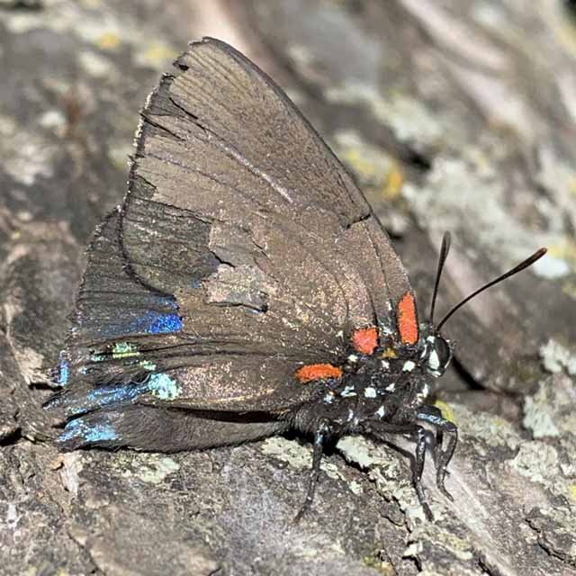  Great Purple Hairstreak, photo by Don Young 
