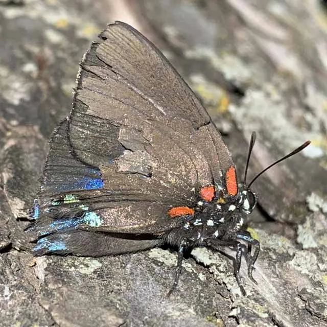  Great Purple Hairstreak, photo by Don Young 