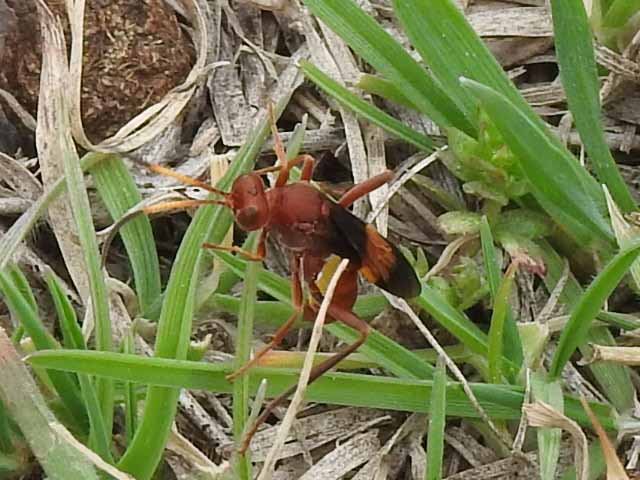  Trogomorpha Wasp ( Trogomorpha arrogans ) photo by Sam Kieschnick 