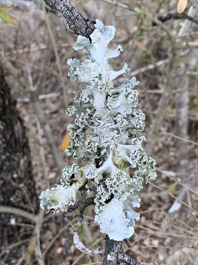  Powdered Ruffle LIchen ( Parmotrema hypotropum ) photo by Don Young 
