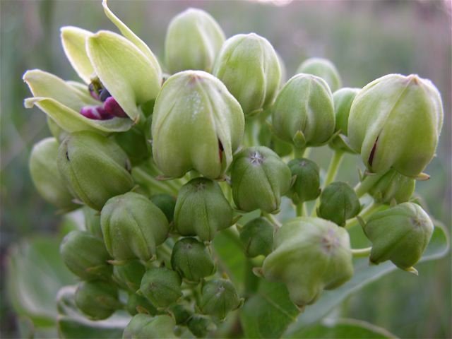  Green Milkweed is one of the three varieties found at THNA. 
