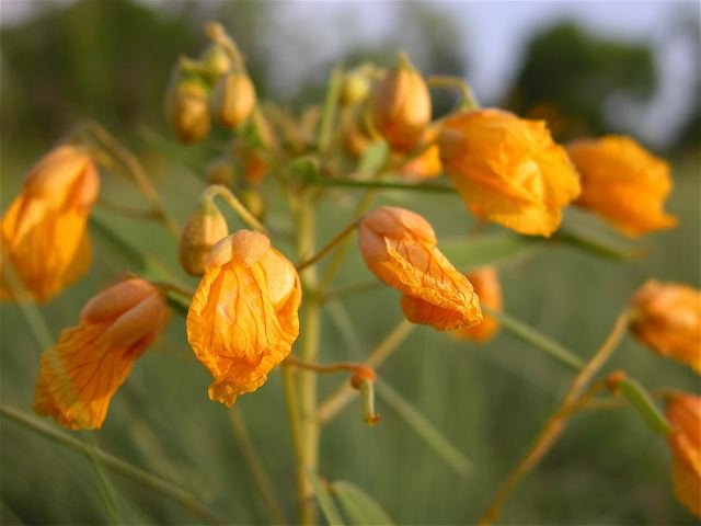  Faded blossoms of Two-Leaf Senna reflect a late April sunset. 